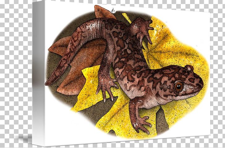 Giant Salamanders Pacific Giant Salamander Art Reptile PNG, Clipart, Art, Artist, Brand, Fauna, Fine Art Free PNG Download
