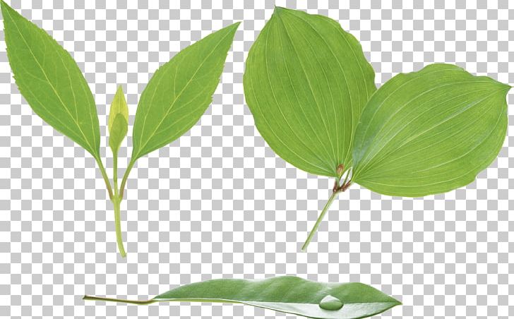 Stem-and-leaf Display Plant Stem Xylem PNG, Clipart, Action, Autumn Leaf Color, Bodyshope, Color, Computer Icons Free PNG Download