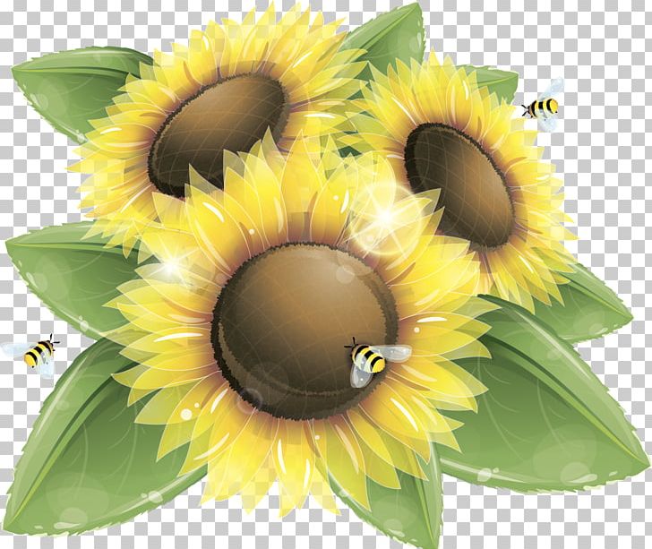 Common Sunflower Honey Bee PNG, Clipart, Bee, Clip Art, Color, Common Sunflower, Flower Free PNG Download