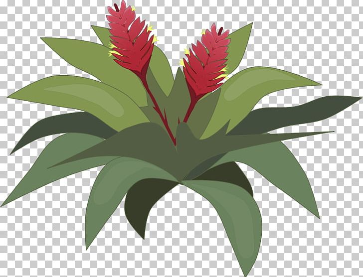 Free Content Drawing PNG, Clipart, Bromeliads, Cartoon Cactus Pictures, Download, Drawing, Flora Free PNG Download