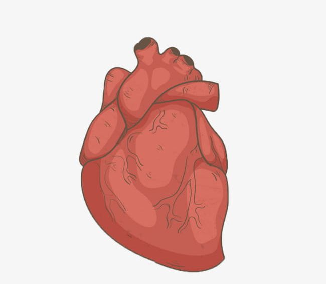 Hand Drawn Human Heart PNG, Clipart, Anatomy, Cardiovascular Disease, Cartoon, Chest Pain, Flesh Free PNG Download