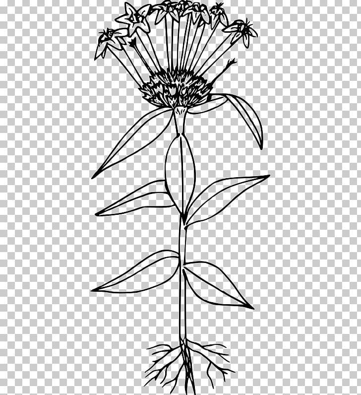 Large-flowered Collomia Line Art Floral Design Drawing PNG, Clipart, Artwork, Black And White, Branch, Collomia, Coloring Book Free PNG Download