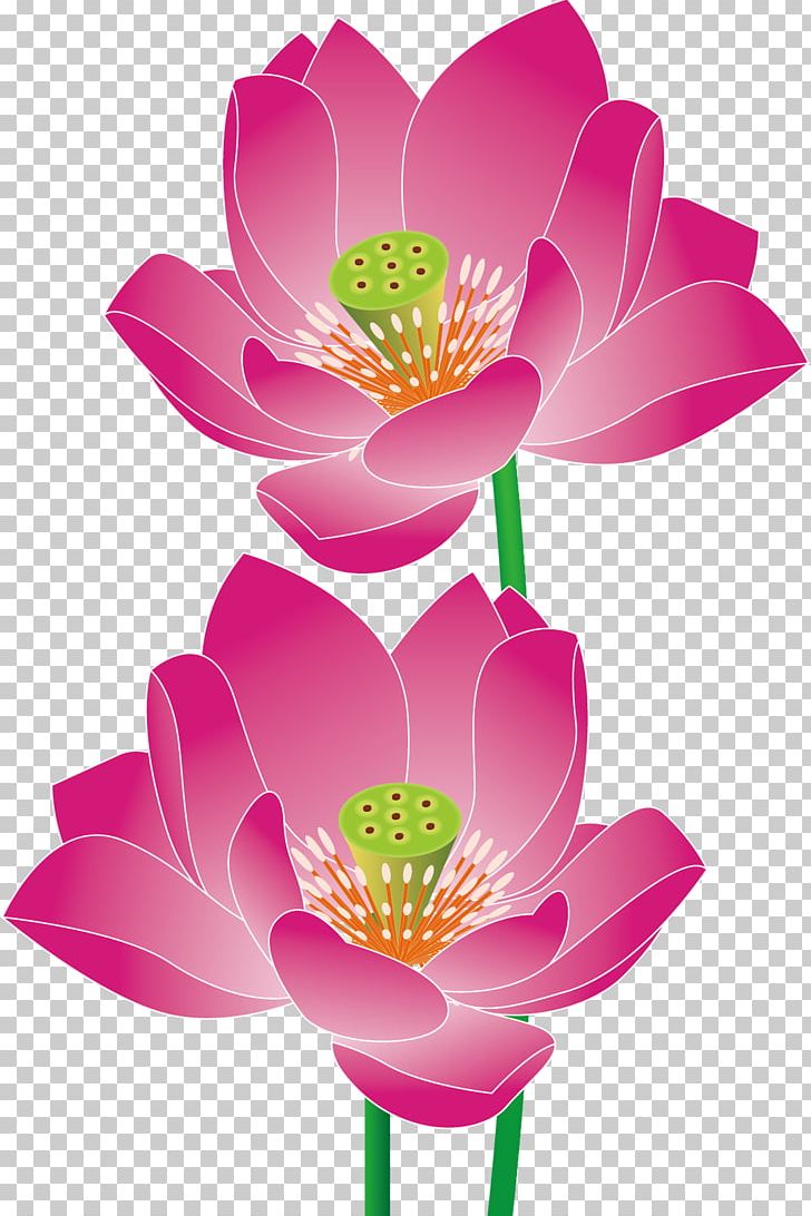Nelumbo Nucifera Euclidean PNG, Clipart, Aquatic Plant, Botany, Chinese Style, Dahlia, Flower Free PNG Download