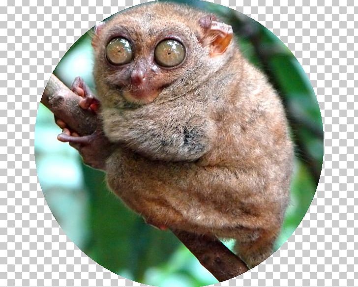 Pygmy Slow Loris 21 Funny Looking Animals: Extraordinary Animal Photos & Facinating Fun Facts For Kids Monkey Primate Spectral Tarsier PNG, Clipart, Activity Room, Animal, Dog, Fauna, Food Free PNG Download