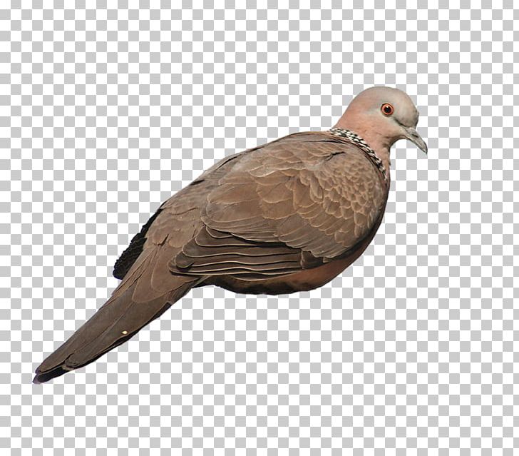 Rock Dove Homing Pigeon Stock Dove Columbidae PNG, Clipart, Animals, Background Gray, Beak, Bird, Columba Free PNG Download