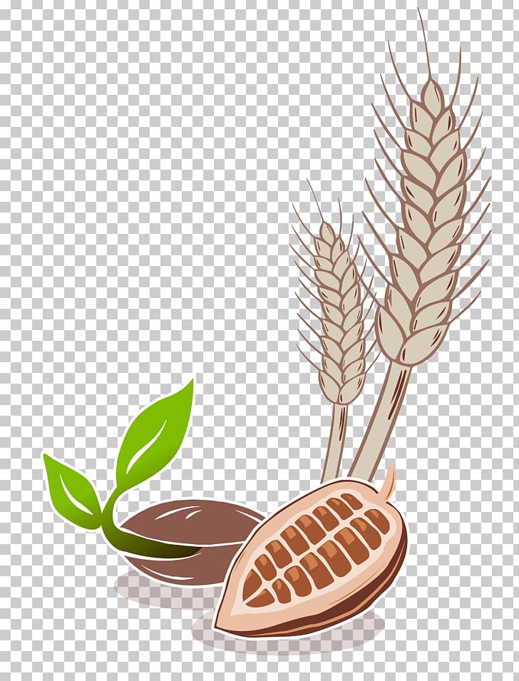 Commodity Plant PNG, Clipart, Art, Commodity, Kakao, Plant Free PNG Download