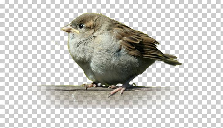 House Sparrow Mahjong Bird Finch PNG, Clipart, American Sparrows, Animals, Asia Map, Australia Map, Beak Free PNG Download