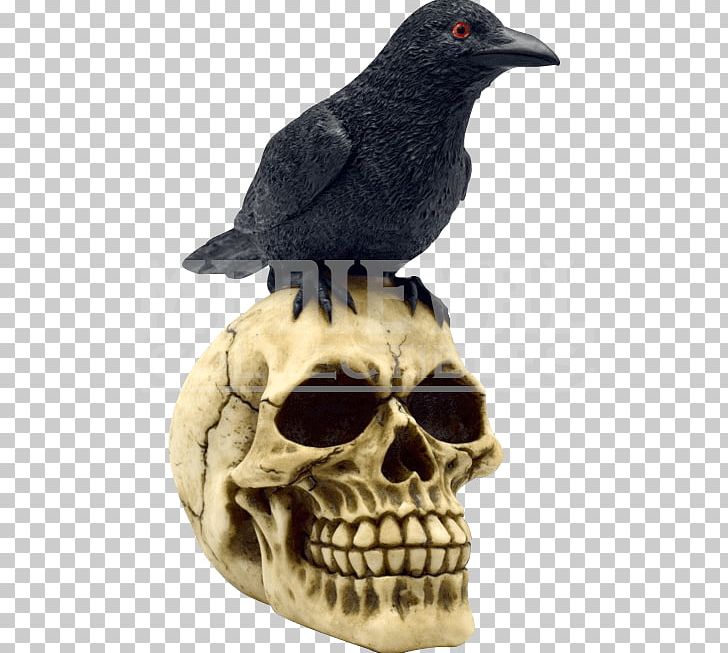 American Crow Skull Common Raven Bird New Caledonian Crow PNG, Clipart, American Crow, Beak, Bird, Common Raven, Crow Free PNG Download