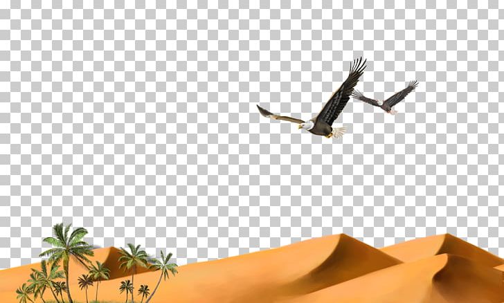 Hawk Desert Granulator Solitary Eagle PNG, Clipart, Angle, Arizona Desert, Beak, Bird, Birds Free PNG Download