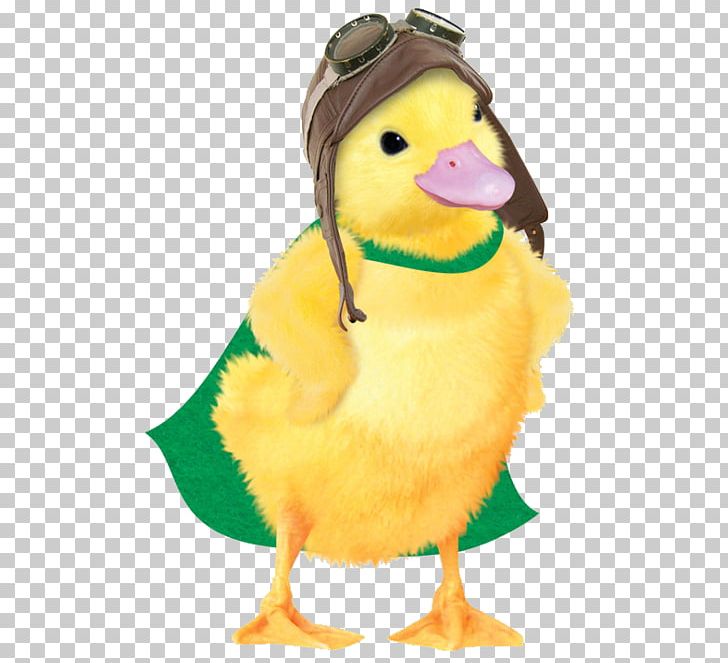 Ming-Ming Duckling Linny The Guinea Pig Turtle Tuck Pet Nick Jr. PNG, Clipart, Beak, Bird, Chicken, Danica Lee, Duck Free PNG Download