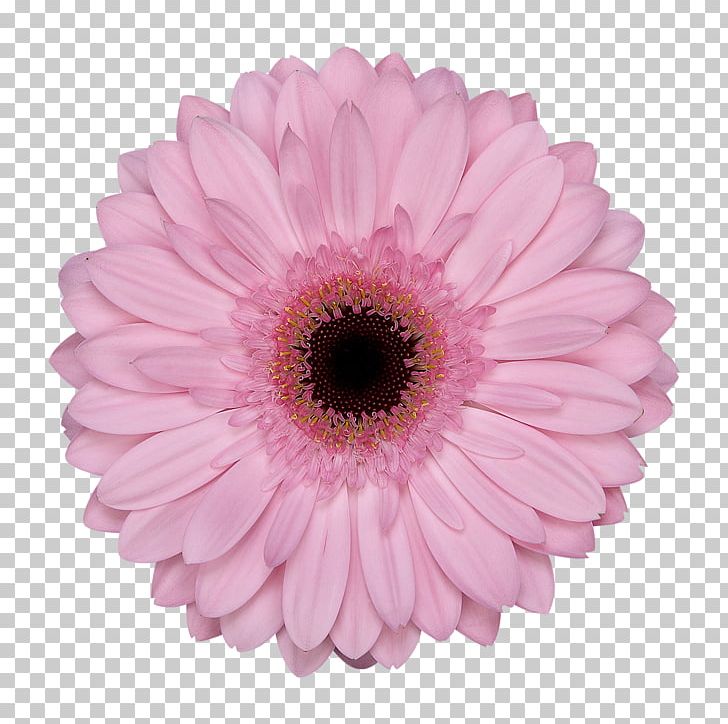 Transvaal Daisy Cut Flowers Floristry Assortment Strategies PNG, Clipart, Assortment Strategies, Chrysanths, Color, Cut Flowers, Daisy Free PNG Download