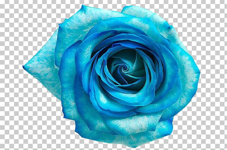 Blue Rose Blue Flower PNG, Clipart, Aqua, Azul, Azure, Blue, Blue Flower Free PNG Download