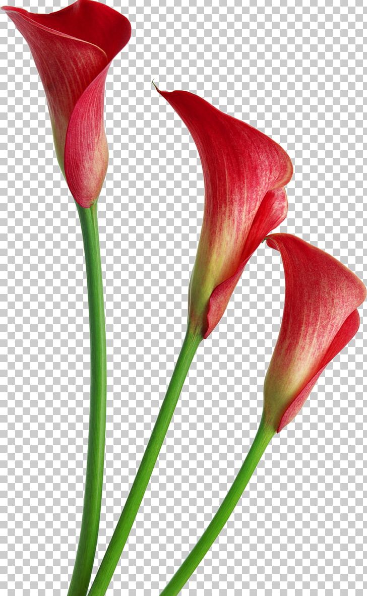 Callalily Photography PNG, Clipart, Alismatales, Arum, Arum Family, Birthday, Bud Free PNG Download