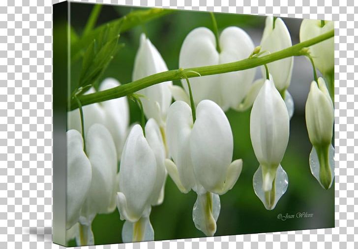 Dicentra Tile Coasters PNG, Clipart, Bleeding Heart, Coasters, Dicentra, Flower, Flowering Plant Free PNG Download
