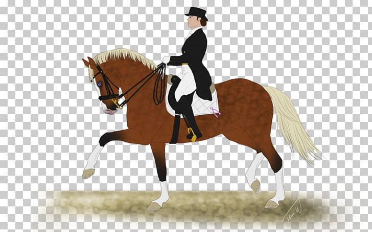 Hunt Seat Stallion Rein Horse Dressage PNG, Clipart, Animal, Animals, Animal Training, Bit, Bridle Free PNG Download