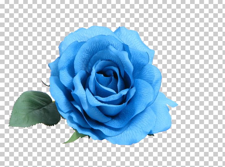 Blue Rose Flower Rosa Peace PNG, Clipart, Blue, Blue Flower, Blue Rose, Color, Cut Flowers Free PNG Download
