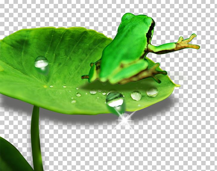 Leaf PNG, Clipart, Adobe Illustrator, Amphibian, Animals, Ching, Cute Frog Free PNG Download