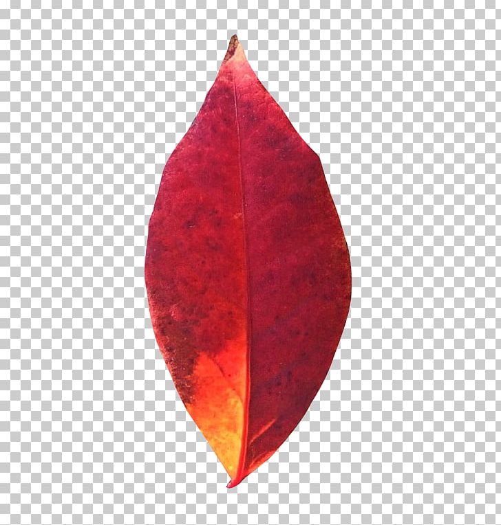 Autumn Leaves Maple Leaf PNG, Clipart, Autumn, Autumn Leaves, Desktop Wallpaper, Element, Green Free PNG Download