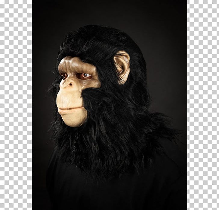 Common Chimpanzee Gorilla Monkey Mask Mysticum.cz PNG, Clipart, Animals, Chimpanzee, Common Chimpanzee, Facial Hair, Film Free PNG Download