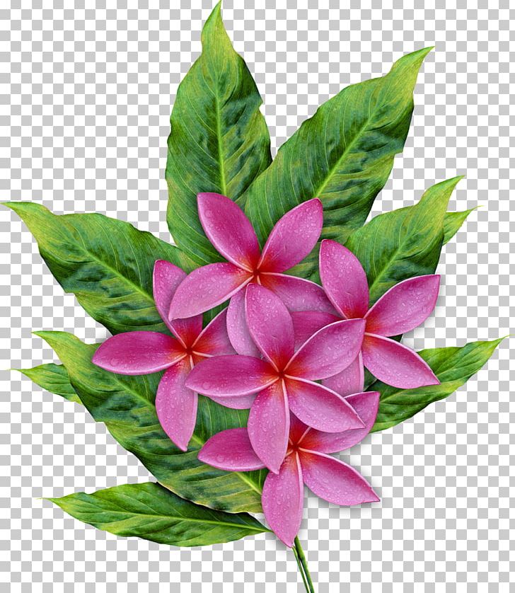 Cut Flowers Frangipani Floral Design PNG, Clipart, Cut Flowers, Floral Design, Floristry, Flower, Flower Arranging Free PNG Download