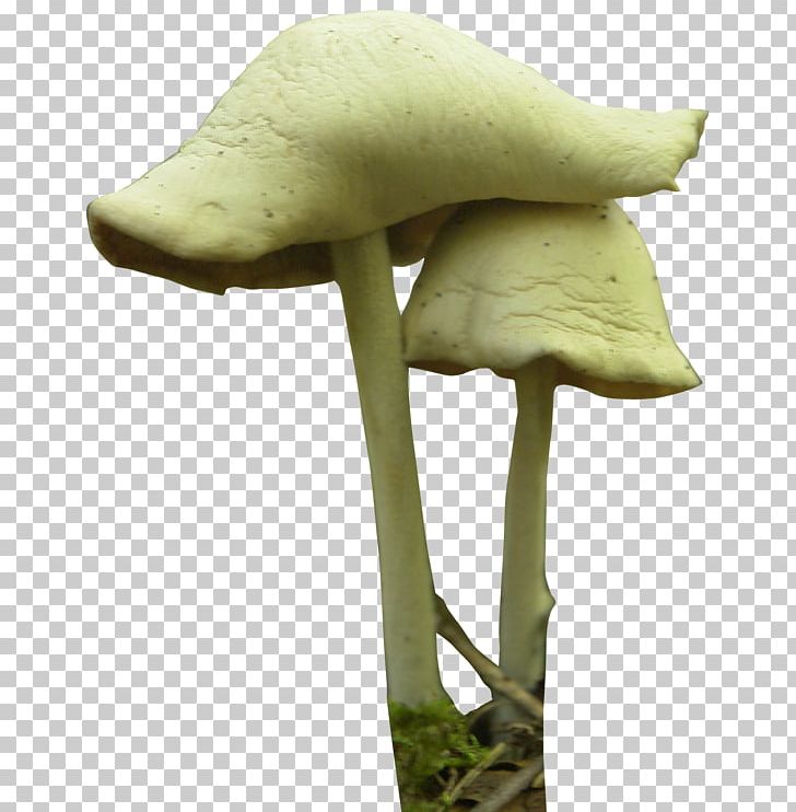 Mushroom Festival Fungus Psilocybin Mushroom PNG, Clipart, Adobe Illustrator, Agaricaceae, Computer Icons, Edible Mushroom, Encapsulated Postscript Free PNG Download