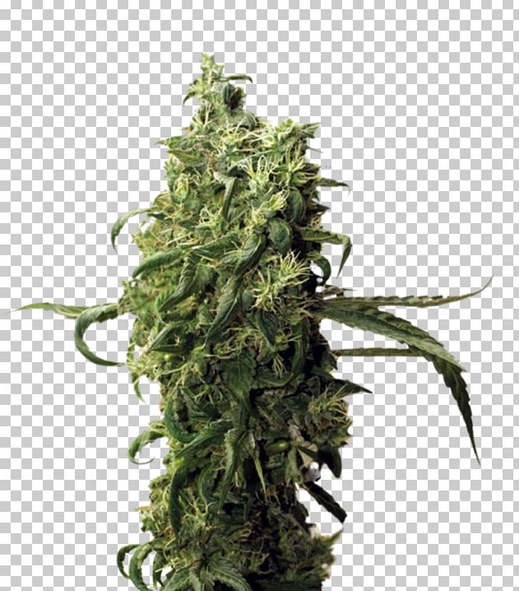 Cultivar Cannabis Hemp Seed Cash On Delivery PNG, Clipart, Advance Payment, Afghanistan, Cannabis, Cash On Delivery, Cultivar Free PNG Download