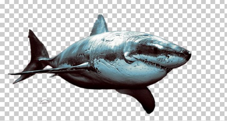 Great White Shark Mackerel Sharks Requiem Sharks Warrior Shark Scars Animal 32x24 Print Poster Dirk Nowitzki Dallas Mavericks NBA Basketball Sport 24x18 Poster PNG, Clipart, Basketball, Cartilaginous Fish, Chemical Element, Dallas Mavericks, Fauna Free PNG Download