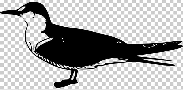 Gulls Arctic Tern Sooty Tern PNG, Clipart, Animals, Arctic, Arctic Tern, Beak, Bird Free PNG Download