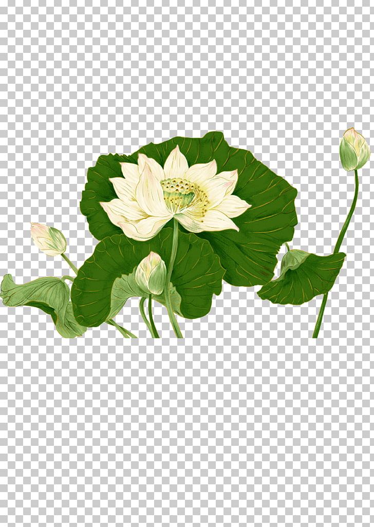 Nelumbo Nucifera Leaf Ink Wash Painting PNG, Clipart, Annual Plant, Artificial Flower, Color, Cut Flowers, Flower Free PNG Download