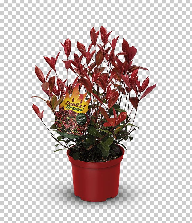 Red Tip Photinia Hedge Plants Flower Houseplant PNG, Clipart, Artificial Flower, Cut Flowers, Devil, Dream, Floral Design Free PNG Download