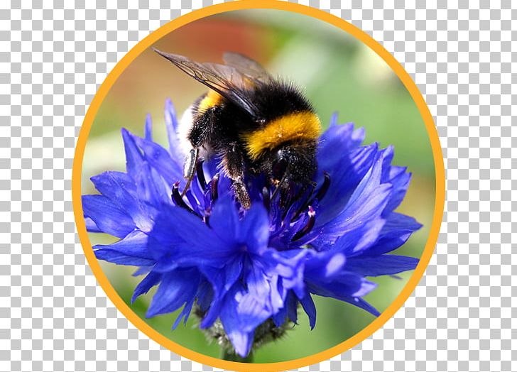 Bumblebee Honey Bee Insect New Zealand PNG, Clipart, Arthropod, Bee, Bee Flower, Beekeeping, Bumblebee Free PNG Download