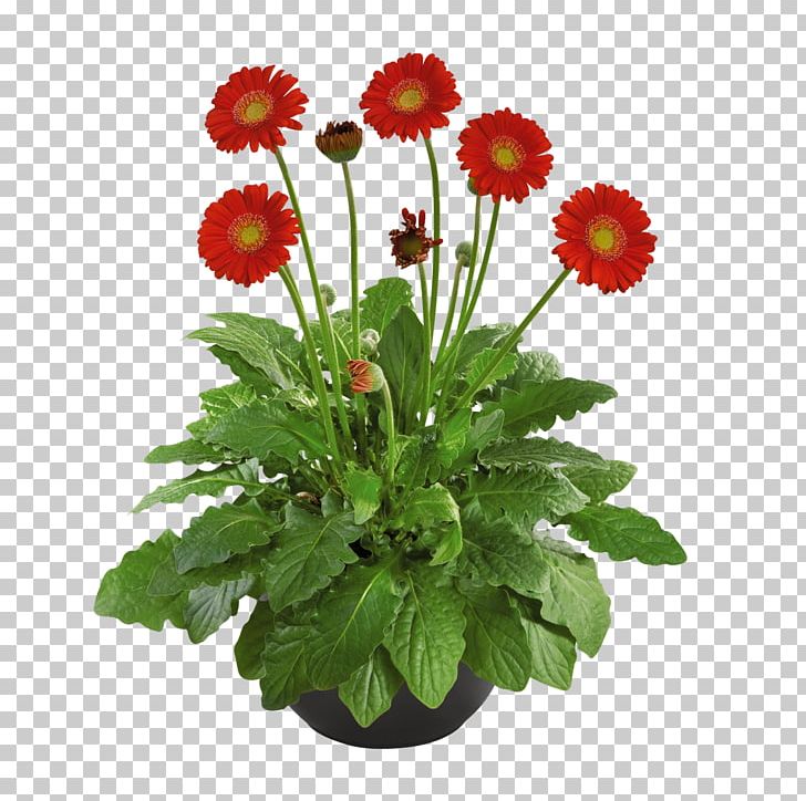 Chrysanthemum Flowerpot Barberton Daisy Cut Flowers PNG, Clipart, Annual Plant, Aster, Barberton, Barberton Daisy, Bud Free PNG Download