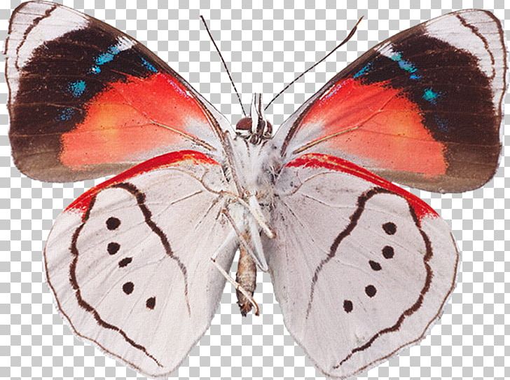 Drawing Decoupage Butterflies And Moths PNG, Clipart, Arthropod, Blue Butterfly, Brush, Brush Footed Butterfly, Butterflies Free PNG Download