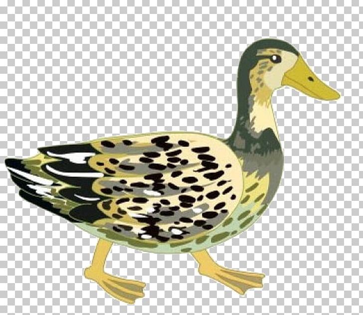 Mallard Duck Goose Drawing PNG, Clipart, Animals, Animation, Beak, Bird, Cartoon Free PNG Download