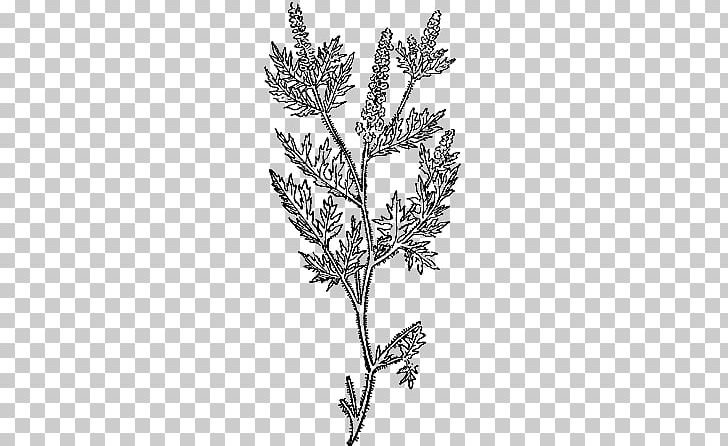 Zeus Ragweed Iliad Plant Stem CollectedPapers PNG, Clipart, Black And White, Branch, Collectedpapers, Drawing, Family Free PNG Download