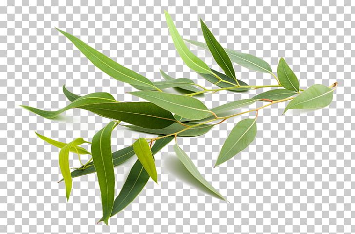 Eucalyptus Globulus Eucalyptus Radiata Eucalyptus Polyanthemos Eucalyptus Oil Stock Photography PNG, Clipart, Bath Bomb, Essential Oil, Eucalyptus, Eucalyptus Globulus, Eucalyptus Oil Free PNG Download