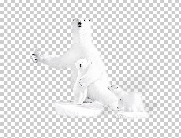 Polar Bear Black And White U718au5abdu5abdu8cb7u83dcu7db2 PNG, Clipart, Animal, Animals, Baby Bear, Bear, Bear Cartoon Free PNG Download