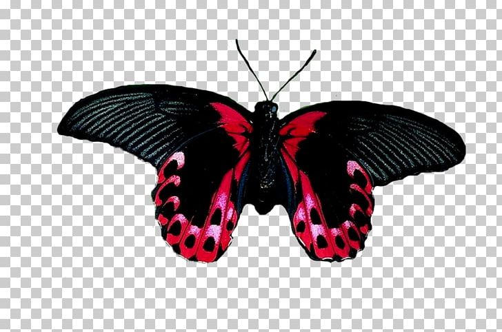 Brush-footed Butterflies Butterfly Insect Moth Borboleta PNG, Clipart, Arthropod, Borboleta, Brush, Brushfooted Butterflies, Brush Footed Butterfly Free PNG Download