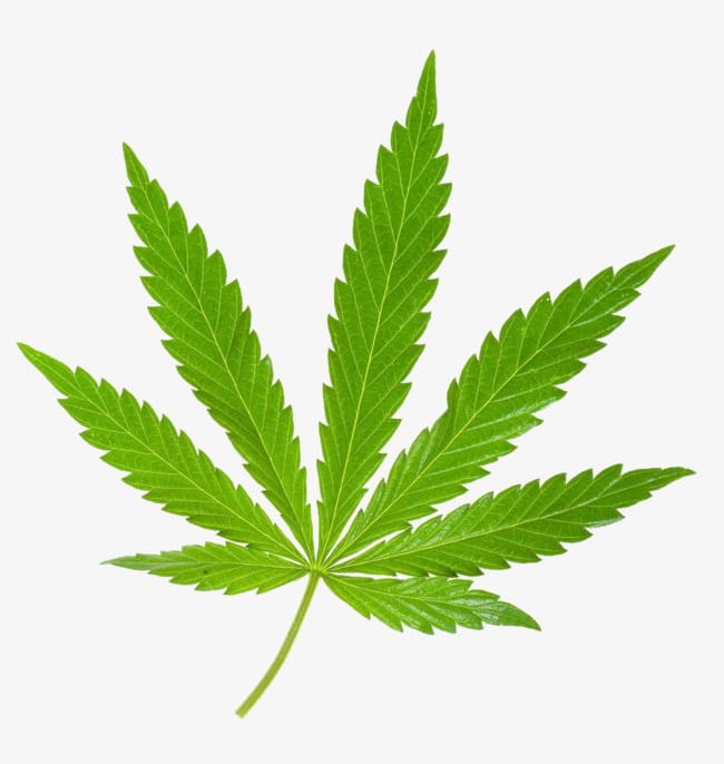 Indian Cannabis Leaves PNG, Clipart, Abuse, Addictive, Cannabis, Cannabis Clipart, Cannabis Leaves Free PNG Download