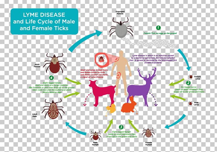 Lyme Disease Deer Tick PNG, Clipart, Art, Bacterial Disease, Brand, Cartoon, Deer Tick Free PNG Download