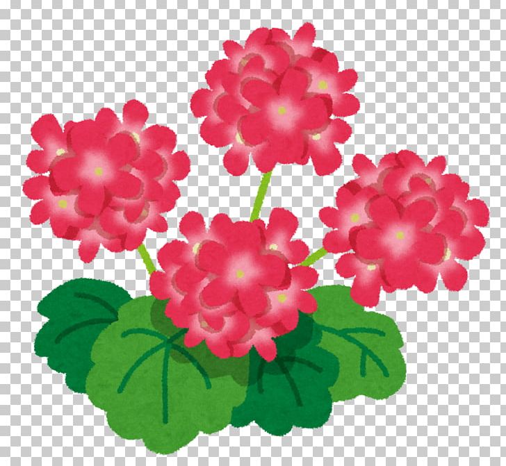 Sweet Scented Geranium Rose Essential Oil Isehara Ornamental Plant PNG, Clipart, Annual Plant, Aromatherapy, Chrysanths, Cymbopogon Citratus, Elementary School Free PNG Download