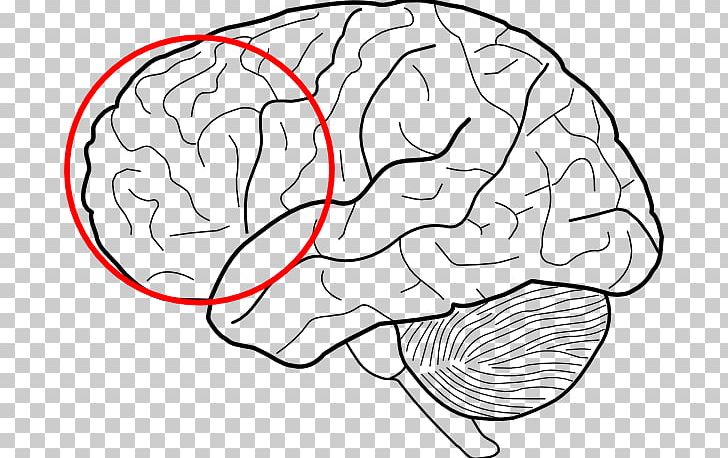 The Human Brain Coloring Book The Anatomy Coloring Book PNG, Clipart, Anatomy, Area, Black And White, Book, Brain Free PNG Download