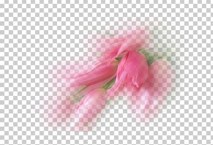 Tulip Petal Flower Photography PNG, Clipart, Blossom, Bud, Bulb, Closeup, Flower Free PNG Download