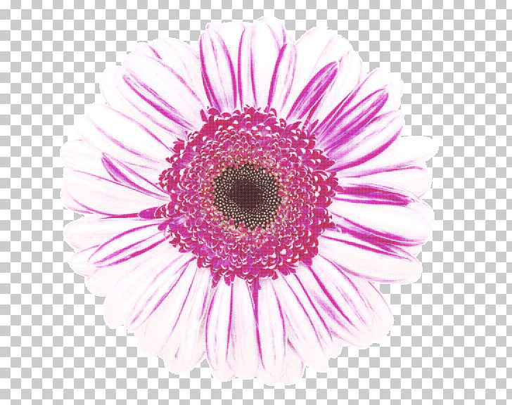 Microscope Pollen Flower PNG, Clipart, Cactaceae, Closeup, Confirmation, Cut Flowers, Daisy Family Free PNG Download