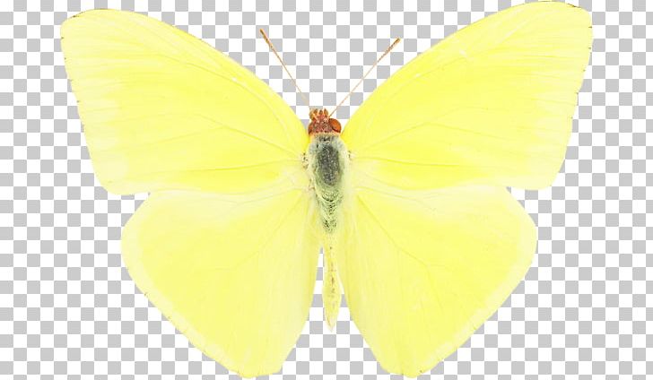 Pieridae Brush-footed Butterflies Silkworm Butterfly Moth PNG, Clipart, Arthropod, Bombycidae, Brush Footed Butterfly, Butterfly, Insect Free PNG Download