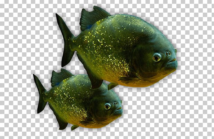The Deep Aquariums Piranha Tropical Fish PNG, Clipart, Animals, Aquarium, Aquariums, Biology, Deep Free PNG Download
