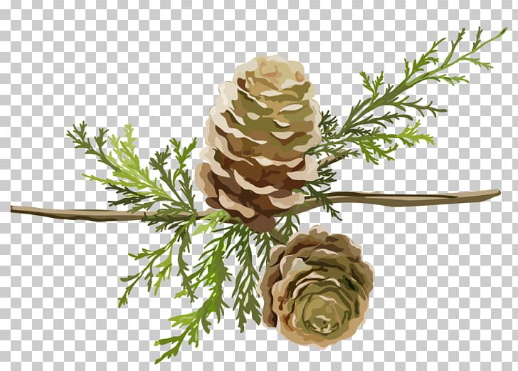 Larch Google S Cartoon PNG, Clipart, Branch, Cartoon, Conifer, Conifer Cone, Download Free PNG Download