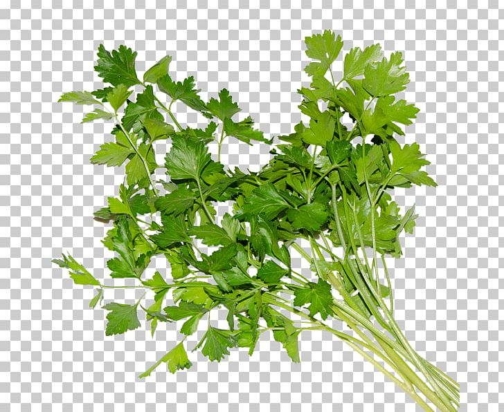 Coriander Parsley Spring Greens Rapini Chervil PNG, Clipart, Chervil, Coriander, Food, Herb, Herbalism Free PNG Download