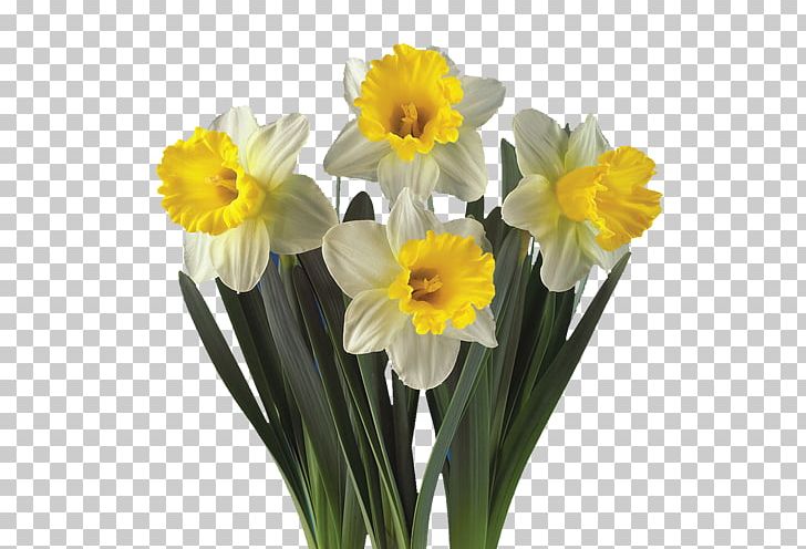 Daffodil Artikel Plant Hyacinth Cut Flowers PNG, Clipart, Amaryllis Family, Artikel, Cut Flowers, D12, Daffodil Free PNG Download