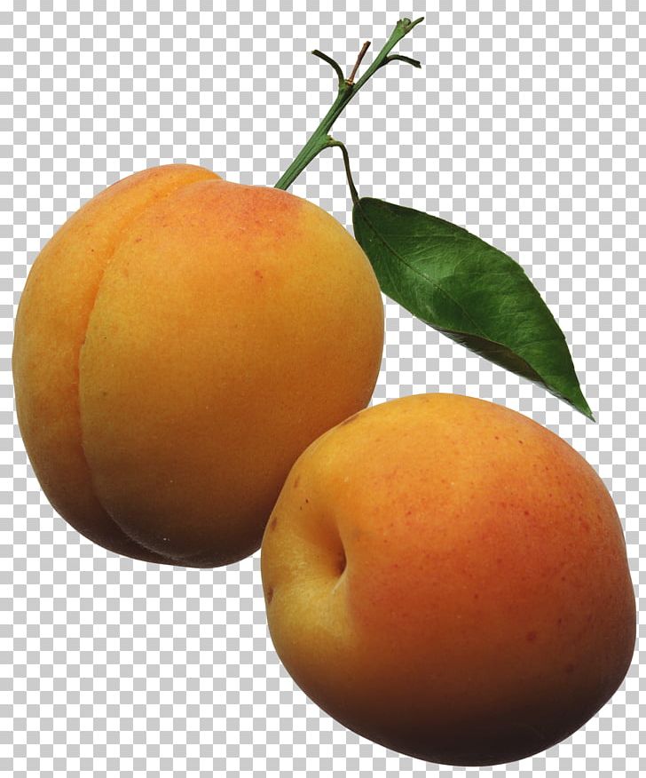 Apricot Fruit Peach PNG, Clipart, Apple, Apricot, Apricots Cliparts, Bitter Orange, Citrus Free PNG Download